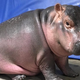 Image via the Cincinnati Zoo & Botanical Garden